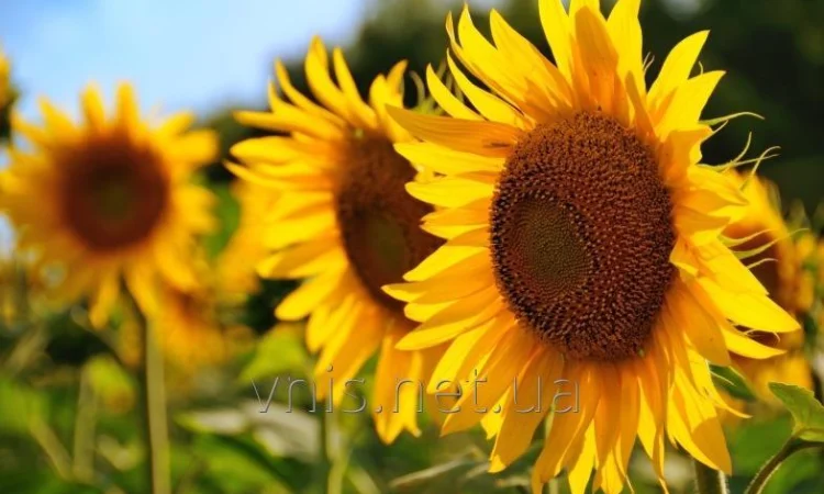 Насіння соняшника НА Санрайз - фото № 1