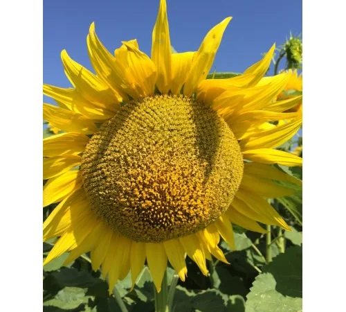 Семена подсолнечника Сулико 777 - фото № 1