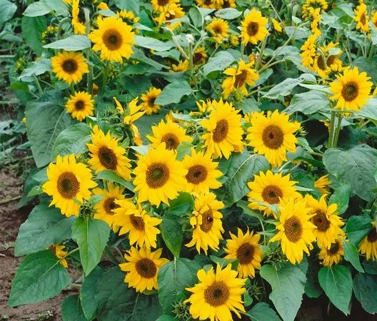 Насіння соняшника Норман - фото № 1