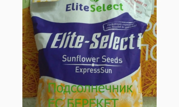 Семена подсолнечника под Евролайтинг ЕС БЕРЕКЕТ - фото № 1