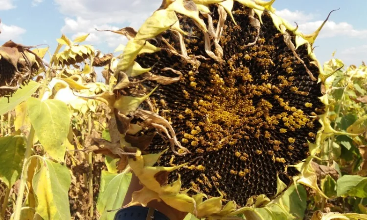 Семена подсолнечника под Евролайтинг ЕС БЕРЕКЕТ - фото № 2