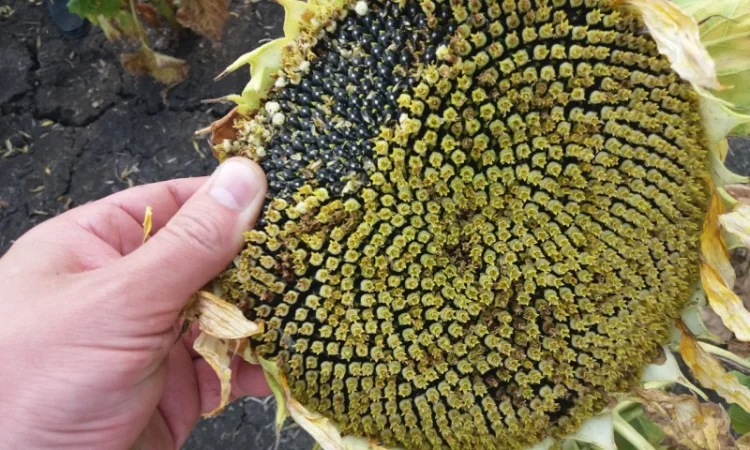 Насіння соняшника ЄС АЛЬФА - стійкий до Гранстару - фото № 2