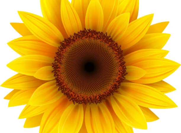 Куплю сонях (подсолнечник - фото № 1