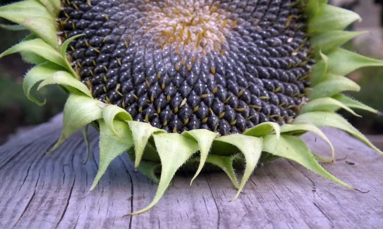 Закуповуємо Соняшник сонях. Швидка оплата - фото № 1