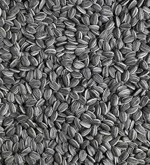 Закупаем кондитерский подсолнечник. Быстрая оплата - фото № 1