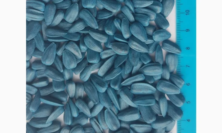 Соняшник кондитерський Джин Лакомка Добриня насіння на посів - фото № 1