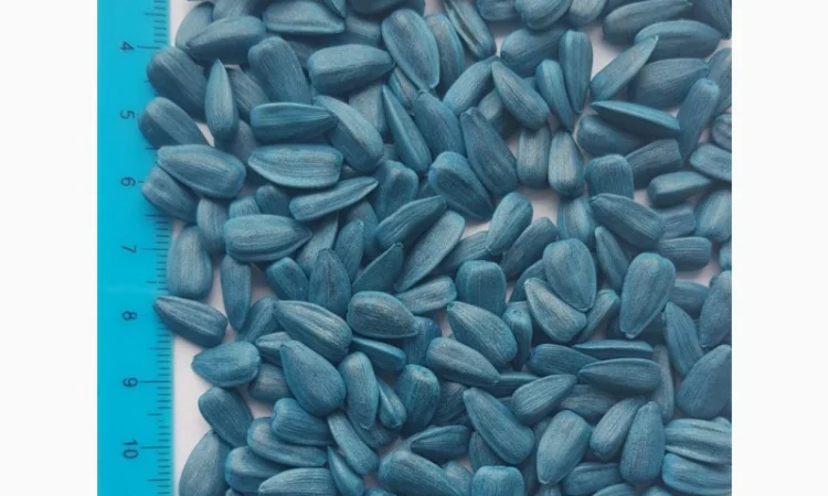 Насіння соняшника кондитерського Джин Лакомка Алмаз - фото № 1