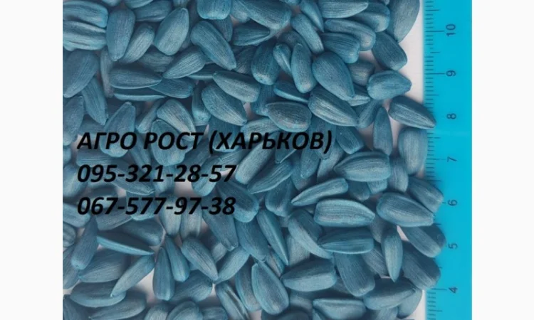 Семена подсолнечника кондитерского Джин - фото № 1