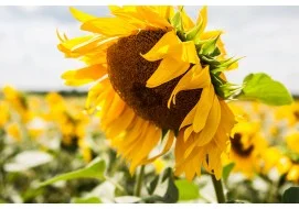 Насіння соняшника "Ясон" - фото № 1