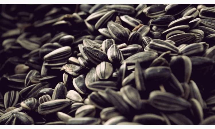 Закупаем подсолнечник с маслом - фото № 1