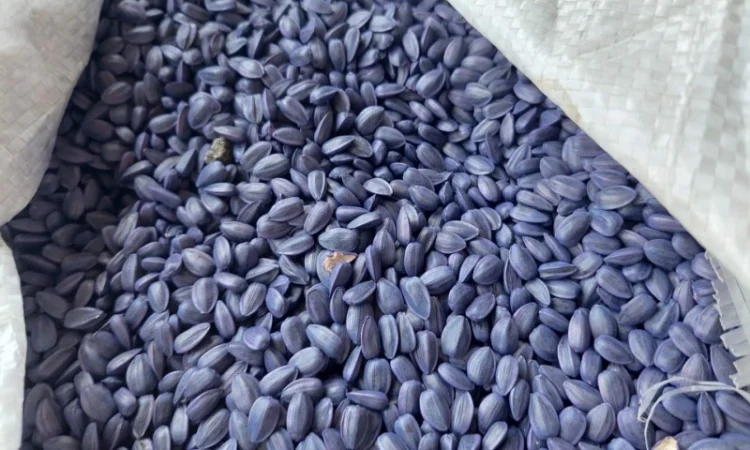 Купим некондиционный посевмат подсолнечника - фото № 1