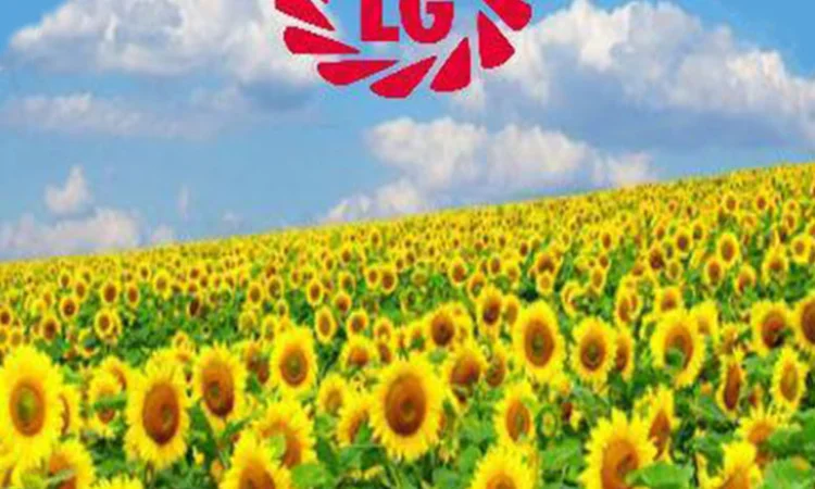 Посевной материал подсолнечника от мировых лидеров - фото № 1