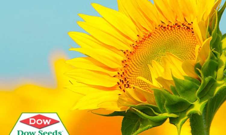 Посевной материал подсолнечника от европейских компаний производителей - фото № 1