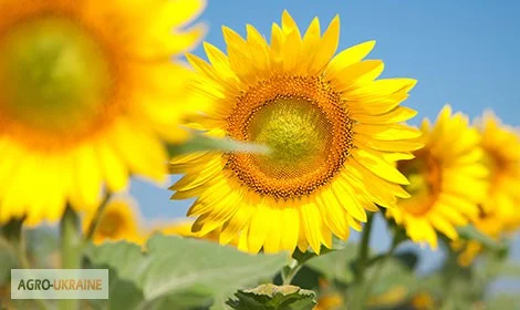 Насіння гібридів соняшнику Сонячний настрій (98 – 103 дн) Гібрид - фото № 1