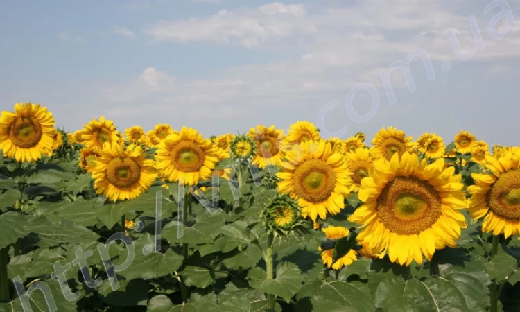 Семена подсолнечника Український F1 (105 – 108 дн) - фото № 1