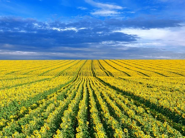 ВНИС: НОВИНКА!!! - 2018 гибрид ШЕНОН - НОВИНКА!!! Експресс - технология (50г гранстара) - фото № 1