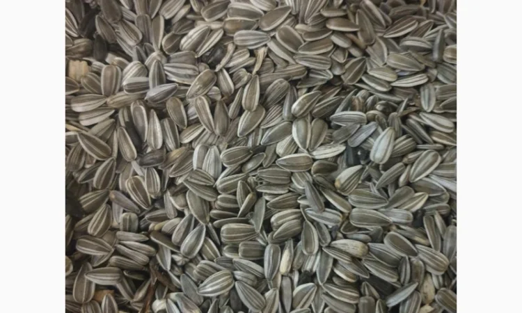 Куплю семечку подсолнечника - фото № 1