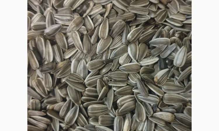 Куплю семечку подсолнечника - фото № 2