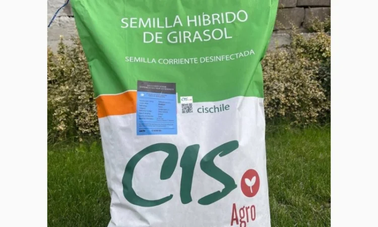 Продам гібриди соняшника CIS agro - фото № 1