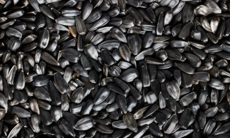 Продам насіння соняшника у великій кількості за готівку. Насіння сухе та чисте - фото № 1