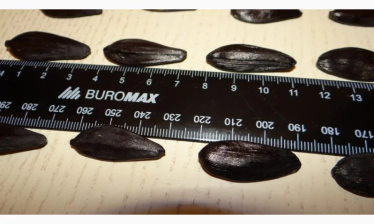 Семена подсолнечника Кларисса КЛ (Klarika CL) - фото № 4