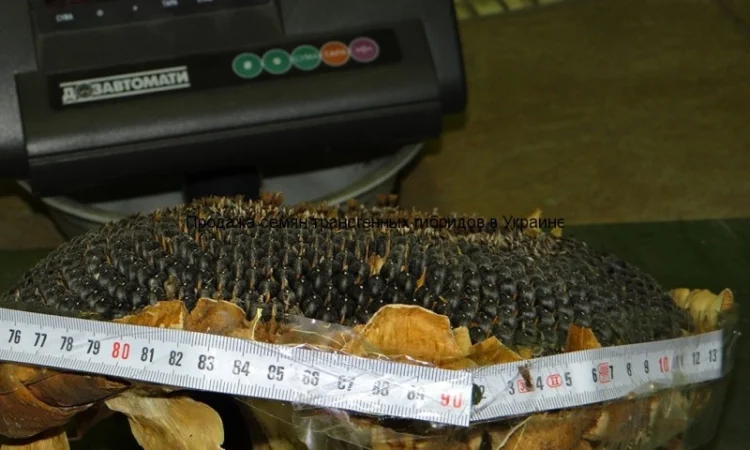 Семена подсолнечника Кларисса КЛ (Klarika CL) - фото № 5