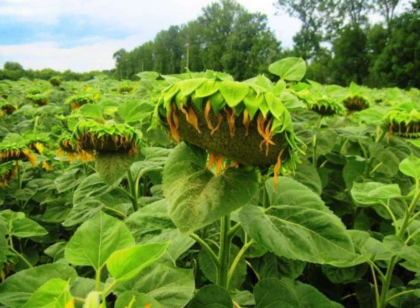 Семена подсолнечника Кларисса КЛ (Klarika CL) - фото № 6