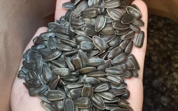 Канадский трансгенный гибрид масличный подсолнечник JAEGER F 369 насіння сонячника - фото № 2