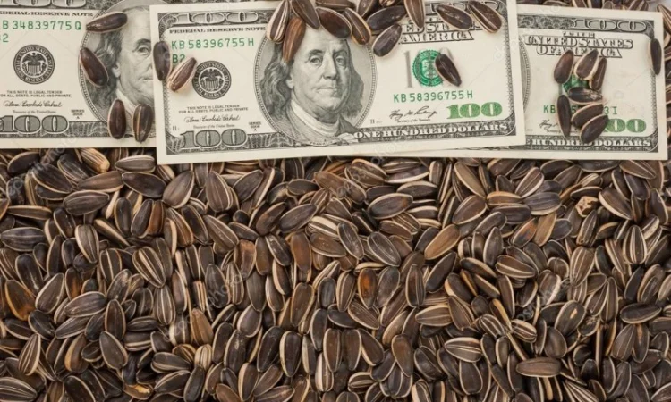 Канадский трансгенный гибрид масличный подсолнечник JAEGER F 369 насіння сонячника - фото № 3