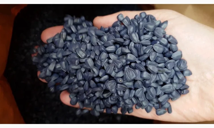 Канадский трансгенный гибрид масличный подсолнечник JAEGER F 369 насіння сонячника - фото № 4