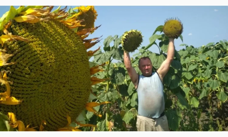 Канадский трансгенный гибрид масличный подсолнечник JAEGER F 369 насіння сонячника - фото № 6