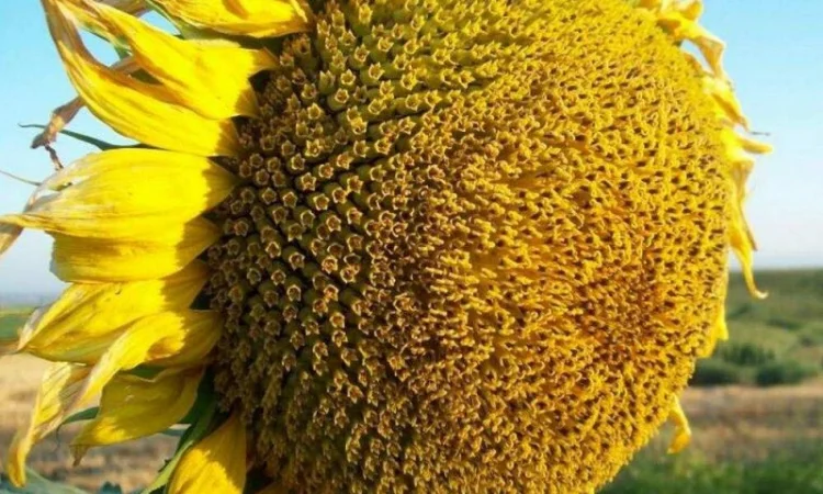 Семена подсолнечника трансгенный гибрид масличный JAEGER F 369 ОРИГИНАЛ - фото № 1