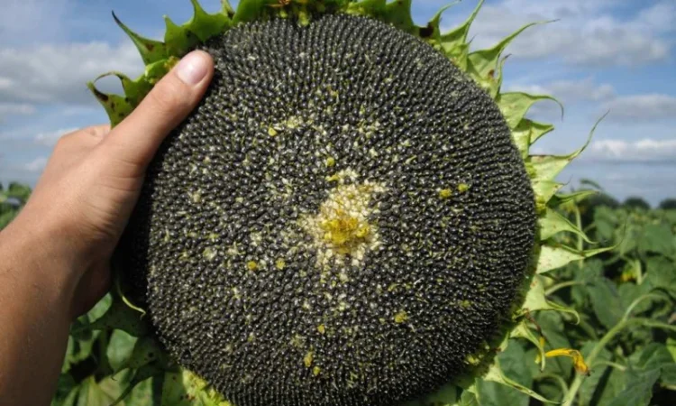 Семена подсолнечника трансгенный гибрид масличный JAEGER F 369 ОРИГИНАЛ - фото № 2