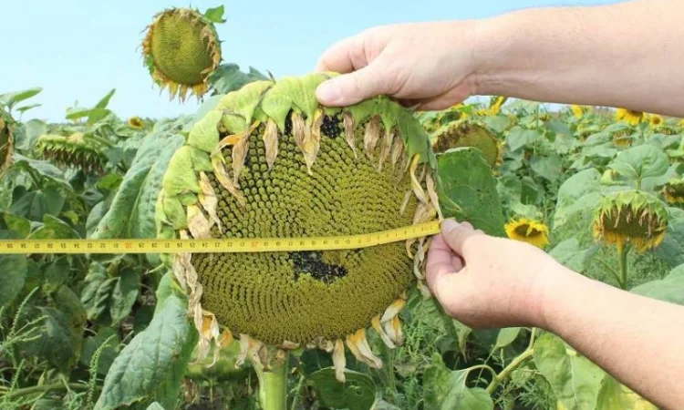 Семена подсолнечника трансгенный гибрид масличный JAEGER F 369 ОРИГИНАЛ - фото № 3