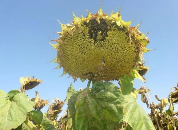 Семена подсолнечника трансгенный гибрид масличный JAEGER F 369 ОРИГИНАЛ - фото № 6