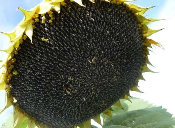 Семена подсолнечника трансгенный гибрид масличный JAEGER F 369 ОРИГИНАЛ - фото № 8