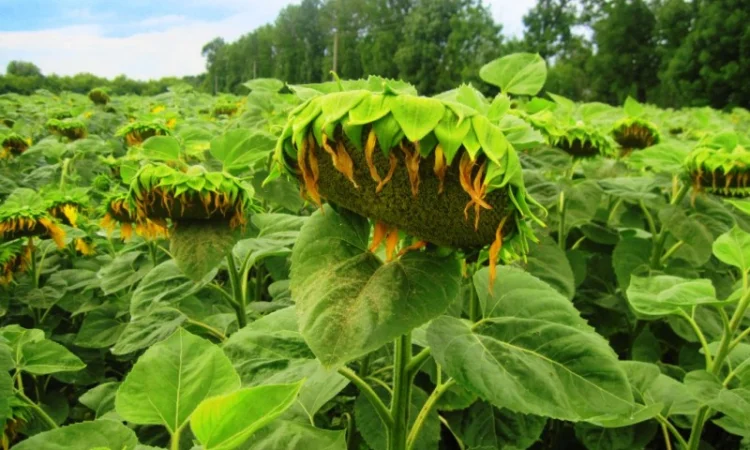 Семена Канадские Подсолнечник кондитерский MORGAN - фото № 1