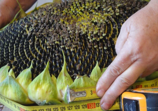 Семена Канадские Подсолнечник кондитерский MORGAN - фото № 2