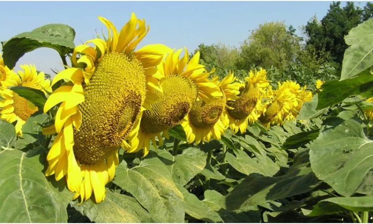 Семена Канадские Подсолнечник кондитерский MORGAN - фото № 4