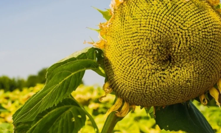 Семена Канадские Подсолнечник кондитерский MORGAN - фото № 5