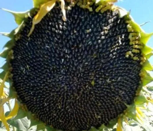 НОВЫЙ Канадский трансгенный гибрид подсолнечника SATTON 136 ОРИГИНАЛ - фото № 4