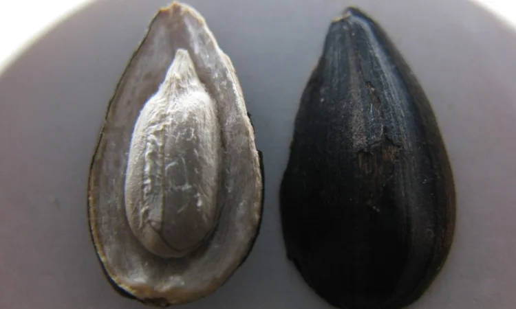 Семена подcолнечника CRESTON FS 799 - фото № 3