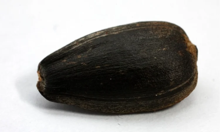 Семена подcолнечника CRESTON FS 799 - фото № 5