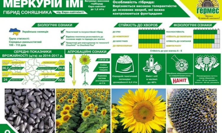 Подсолнух МЕРКУРИЙ ОР (Екстра) соняшник Меркурій ОР - фото № 2