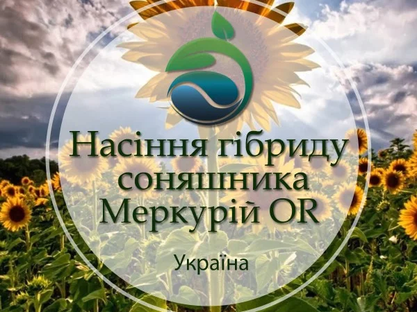 Подсолнух МЕРКУРИЙ ОР (Екстра) соняшник Меркурій ОР - фото № 3