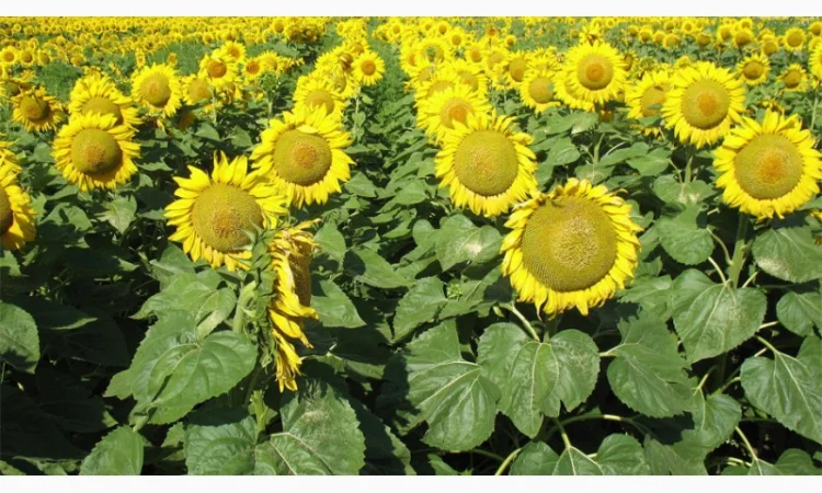 Подсолнух МЕРКУРИЙ ОР (Екстра) соняшник Меркурій ОР - фото № 4