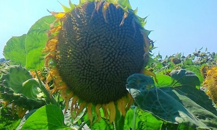 Семена подcолнечника NEWTON - фото № 2