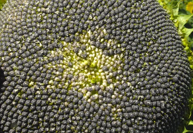 Семена подcолнечника NEWTON - фото № 3