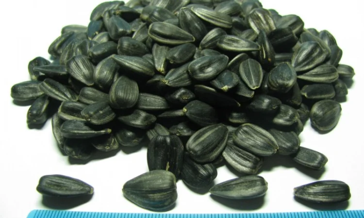 Семена подcолнечника NEWTON - фото № 5