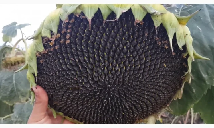 Семена подcолнечника NEWTON - фото № 7